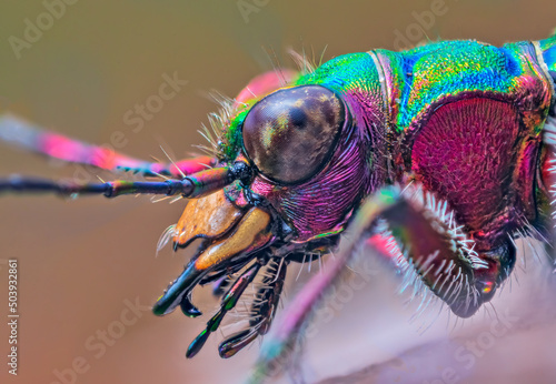 Portrait of Tiger Beetle - Cicindela campestris, background with beetle