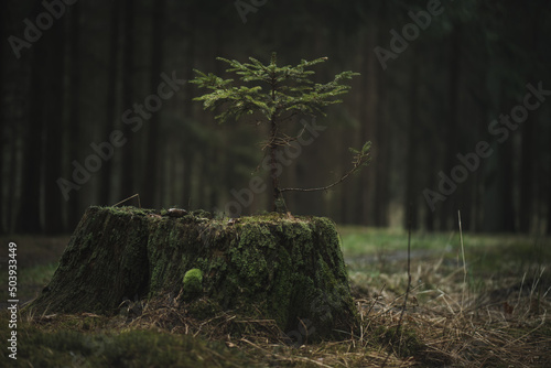 Young spruce seedlings growing from an old tree stump in a dark forest. Rainy weather in Czech forest. photo