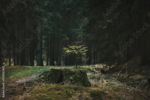Young spruce seedlings growing from an old tree stump in a dark forest. Rainy weather in Czech forest.