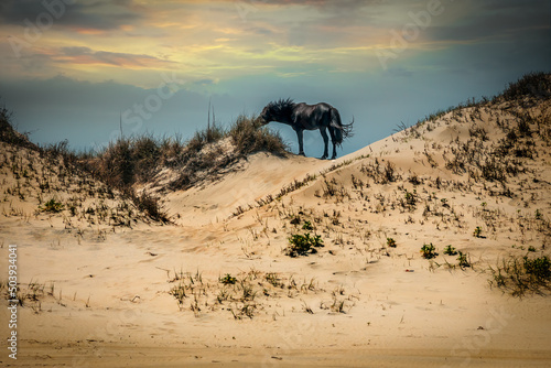 Black Stallion 