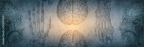 Anatomical image of the human brain creative background. The concept of history, education, science, medicine,. History of the study of human anatomy.