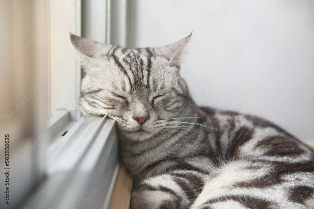 Cat sleep calm and relax on the floor near the door is open or glass window frame with afternoon sunshine, American shorthair feline breed classic silver color lying and lazy in living room.