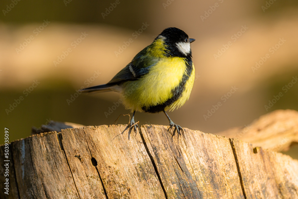 Obraz premium Great tit