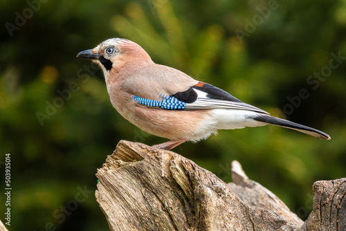 Portrait of a Eurasian Jay