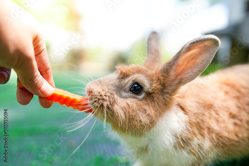 Hungry bunny is eating carrot from man's hand.