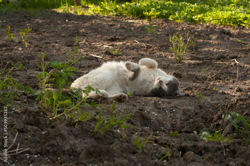 Obraz premium the white-gray cat lies in the garden
