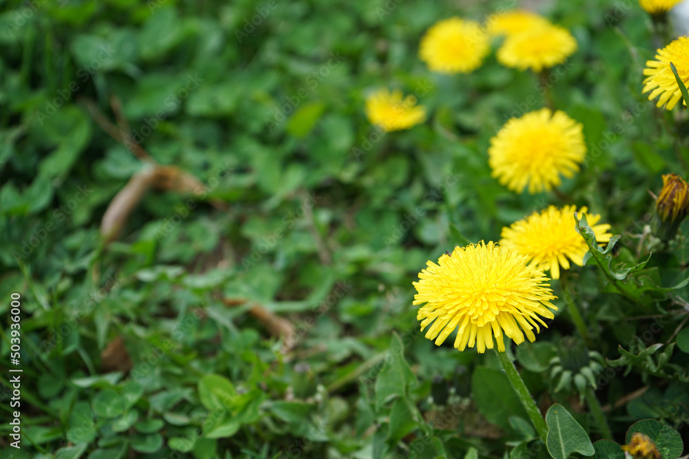Meadow with yellow dandelions, space for text. Flowers of spring. Meadow with yellow dandelions, space for text. Flowers of spring.