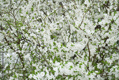 Blossoming cherry background, close-up of cherry blossoms.