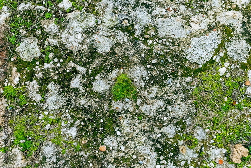 Moss and Stone. Green Moss Background Texture Beautiful In Nature. Moss background Photo photo