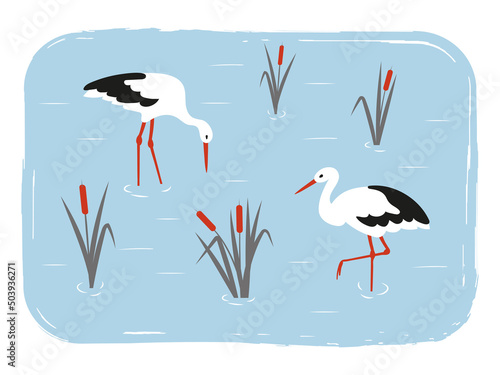 Cute storks birds in the swamp. Simple flat vector illustration of wetland.