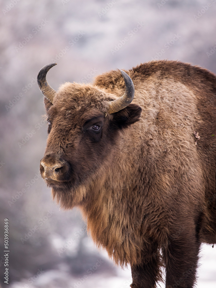 Bisons in forest during winter time with snow. Wilde life Bisons in forest during winter time with snow. Wilde life