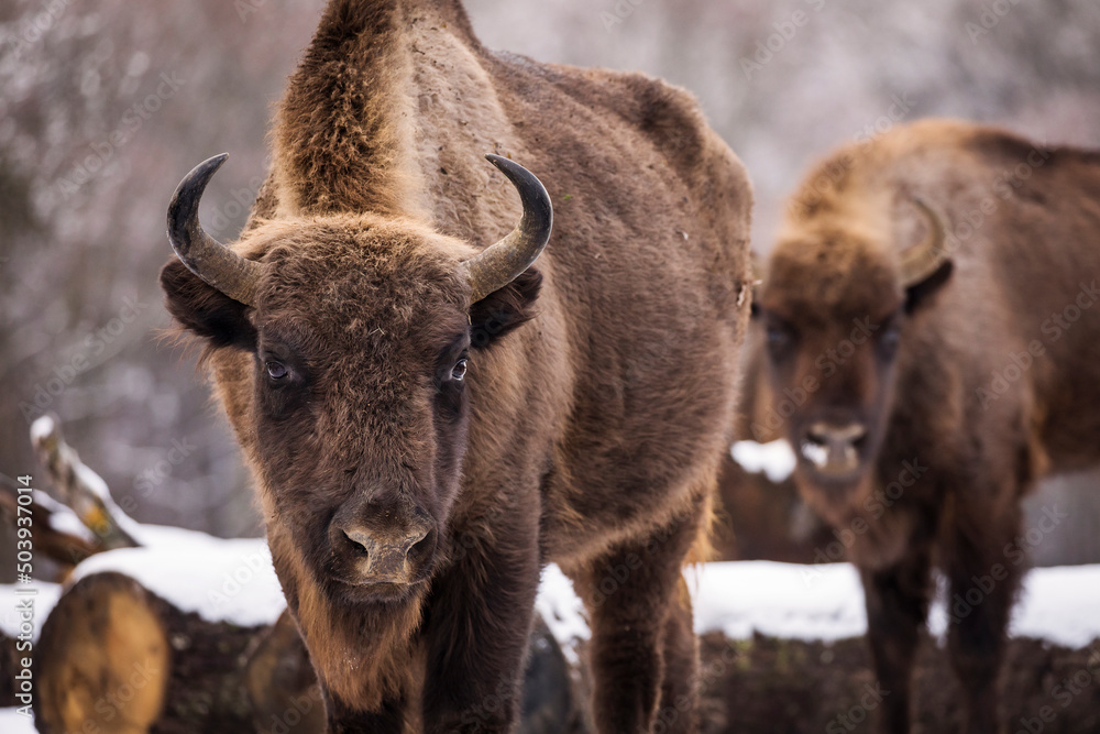 Bisons in forest during winter time with snow. Wilde life Bisons in forest during winter time with snow. Wilde life