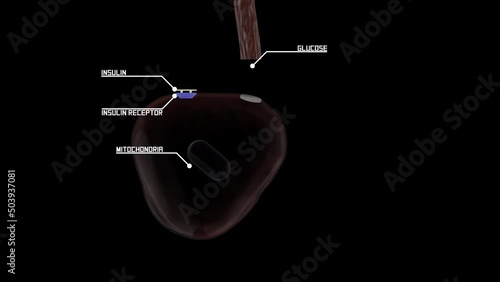 Illustration of  glucose metabolism in a cell with the help of insulin photo