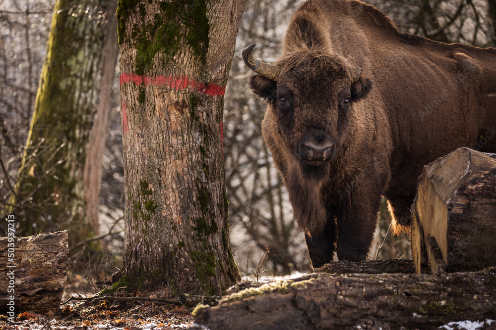 Bisons in forest during winter time with snow. Wilde life Bisons in forest during winter time with snow. Wilde life