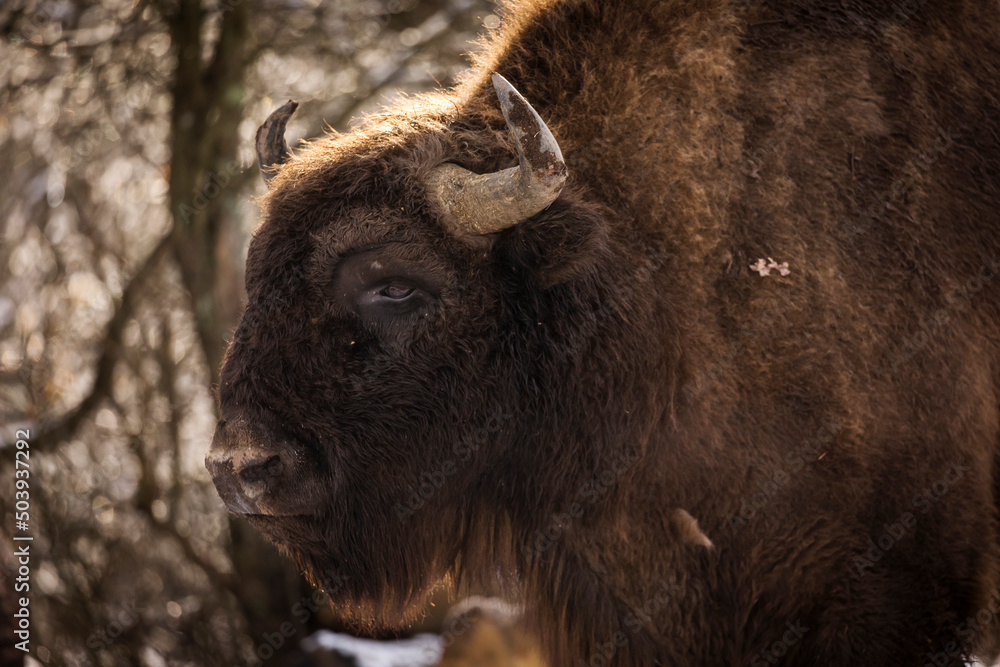 Bisons in forest during winter time with snow. Wilde life Bisons in forest during winter time with snow. Wilde life