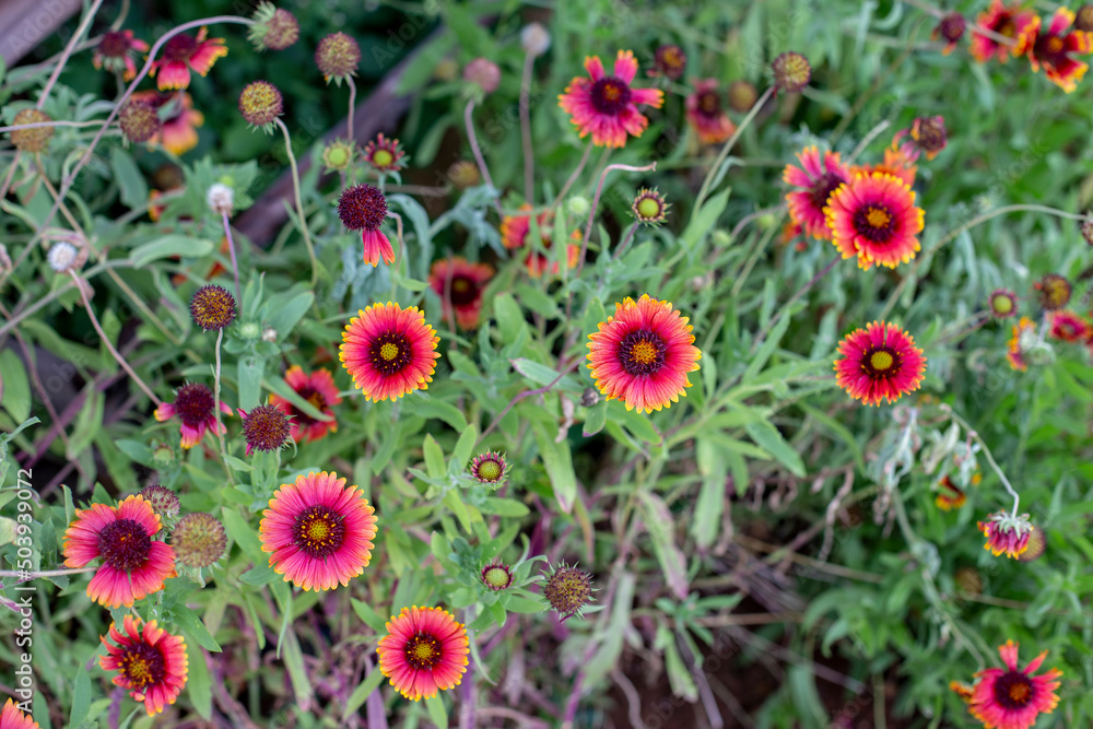 Zinnia flowers on blurred green leaves background. Zinnia flowers on blurred green leaves background.