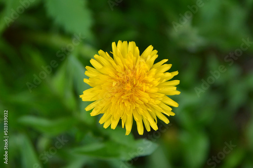 Yellow dandelion flower  blooms outdoors. One dandelion against natural spring  green blurred background. Free copy space. Top view. Medical herb for health or greeting concept. 