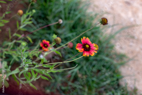  Zinnia flowers on blurred green leaves background.