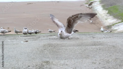 Seagulls Eating Bread On Seaside Steps 