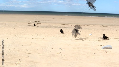 Crows Flapping Around On A Beach 