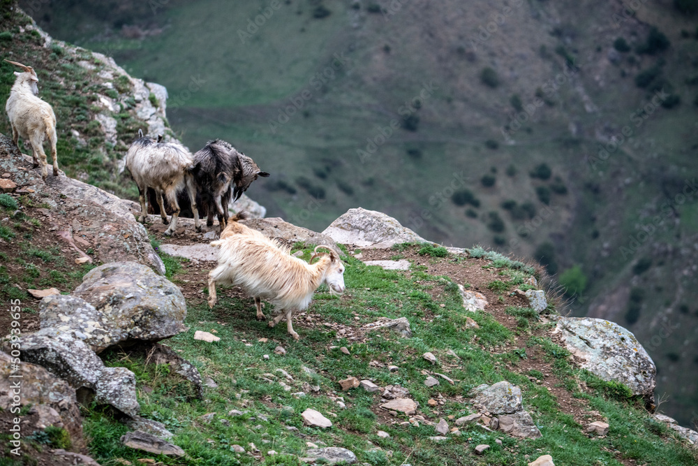 domestic sheep and goats on green pastures in the mountains of Dagestan domestic sheep and goats on green pastures in the mountains of Dagestan