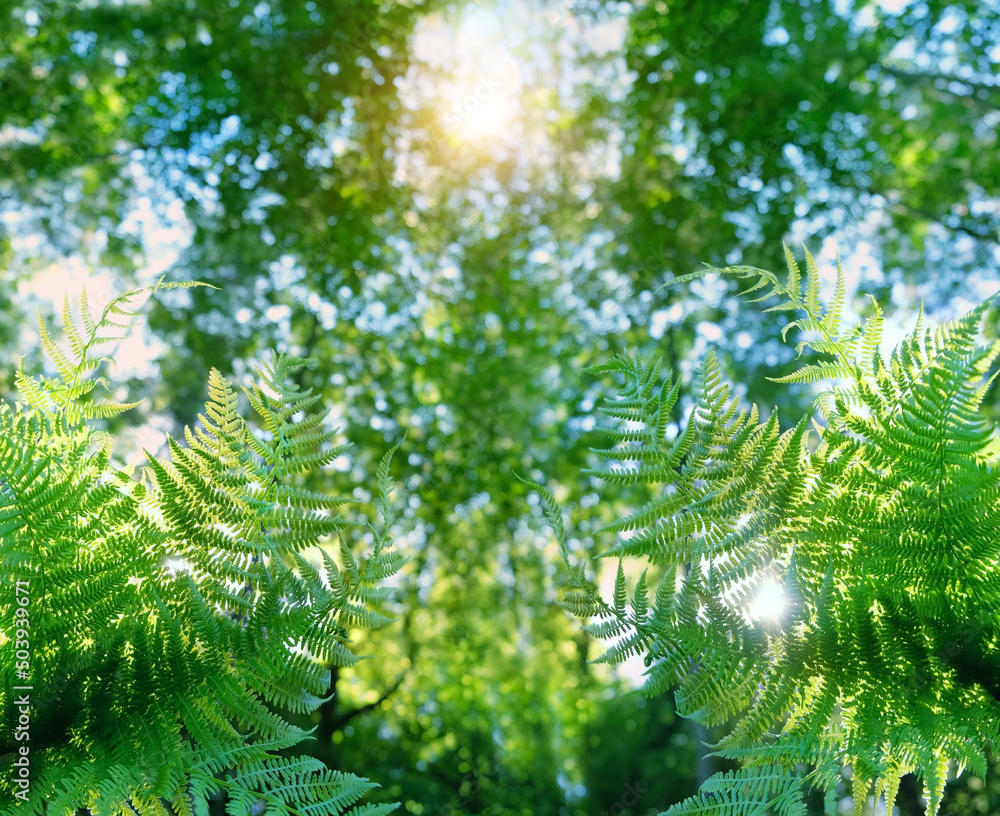 green fern leaves close up on abstract natural sunny forest background. beautiful mysterious forest plant. fern - symbol of litha sabbath, sacred plant of wicca. Summer season
