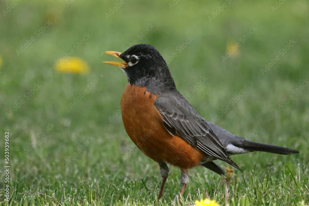 Fototapeta premium Robins pulling worms out of the ground n hit summer day on lawn