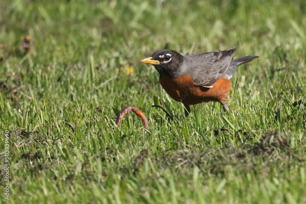 Robins pulling worms out of the ground n hit summer day on lawn Robins pulling worms out of the ground n hit summer day on lawn