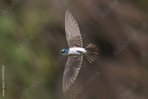 Tree Swallow in flight making nest © Janet