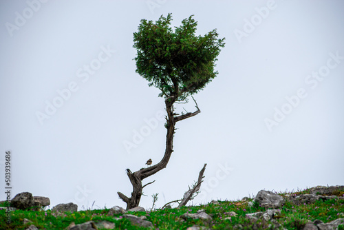 bird on the tree