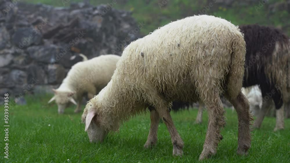 Lambs grazing green grass on pasture on a rainy day in Spring Lambs grazing green grass on pasture on a rainy day in Spring