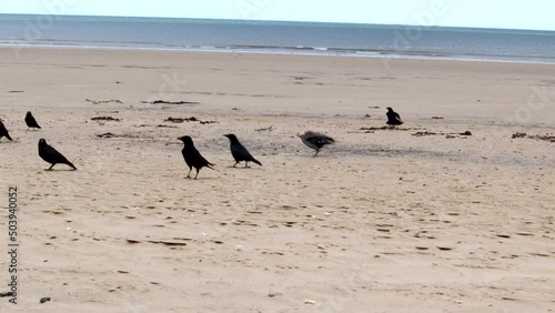 Crows On A Sandy Beach