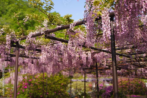 Wallpaper Mural 日本の埼玉県の本庄市の長泉寺の美しい藤棚 Torontodigital.ca
