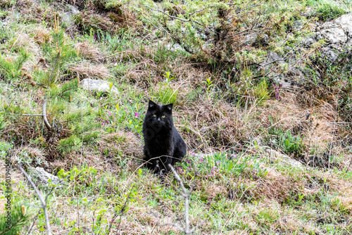 a black cat with green eyes sits and looks attentively on the green grass