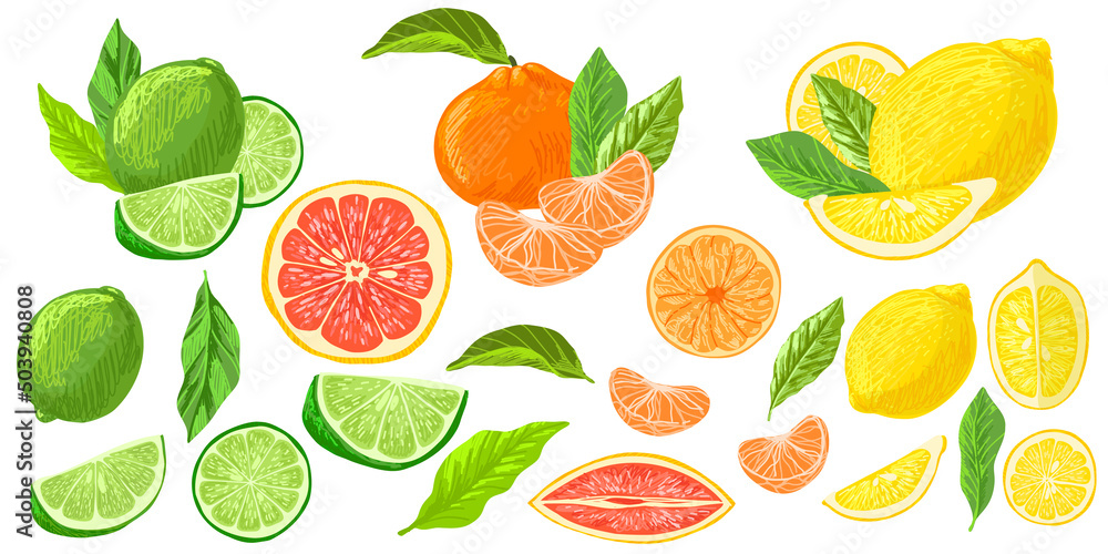 Citrus fruits collection, lemons grapefruits and limes
