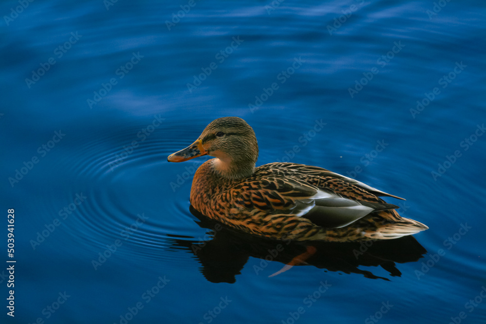 Fototapeta premium Female Duckling on blue water. Mallard swimming in blue pond water. Colorful water wildlife wallpaper.