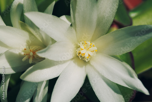Fototapeta Naklejka Na Ścianę i Meble -  White cactus flowers macro, sunny day. Blossom floral background, selective focus