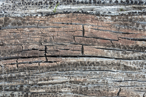 a close-up with the texture of a dry rotten wood