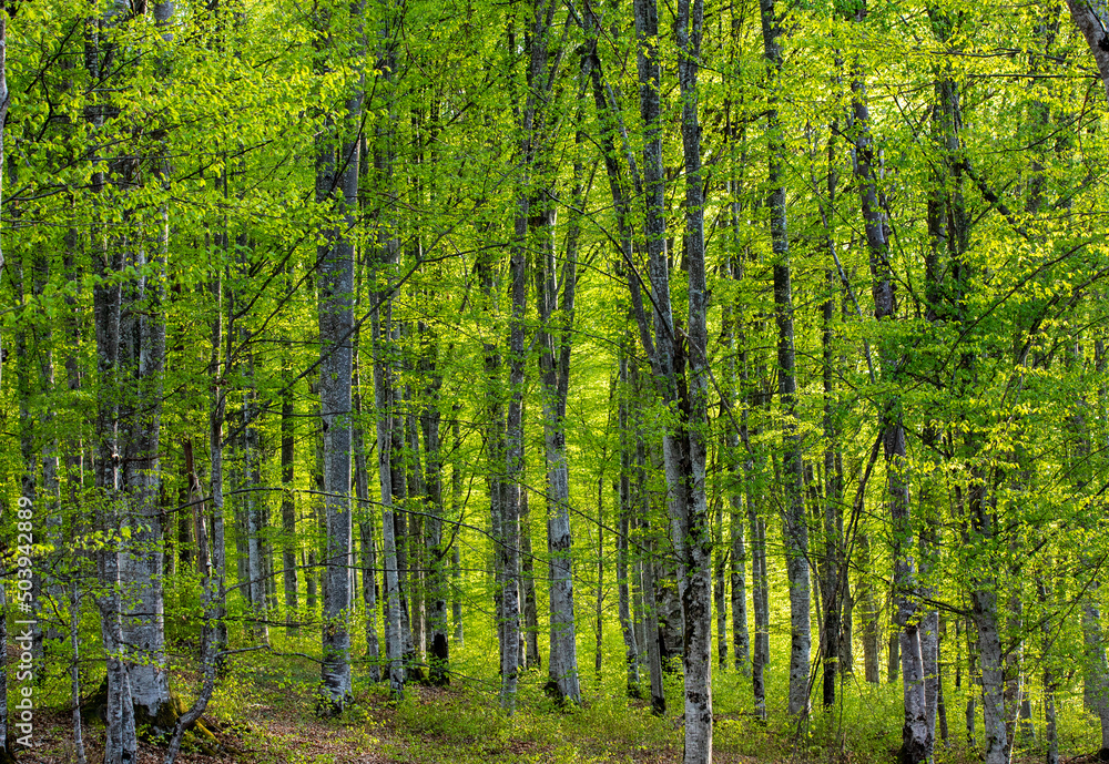 Fototapeta premium landscape in a young beech forest in spring