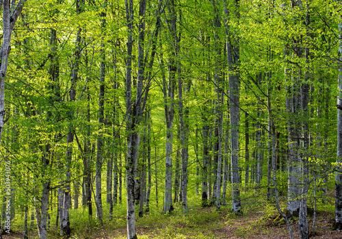 Landscape in a beech forest in spring