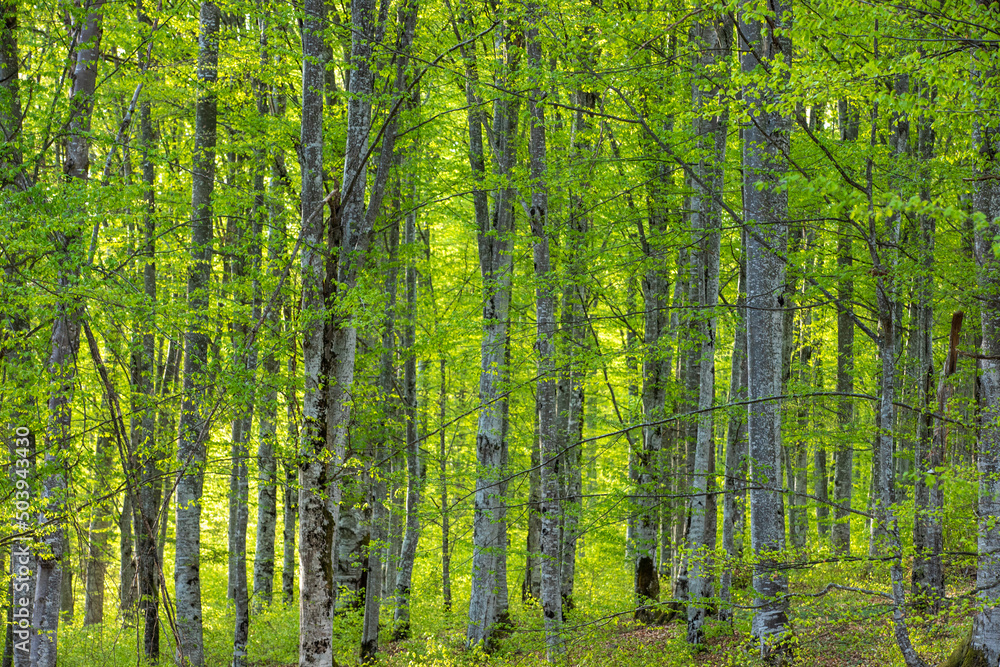 Obraz premium Landscape in green beech forest