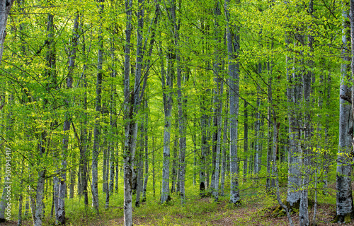 Landscape in a beech forest in spring © sebi_2569