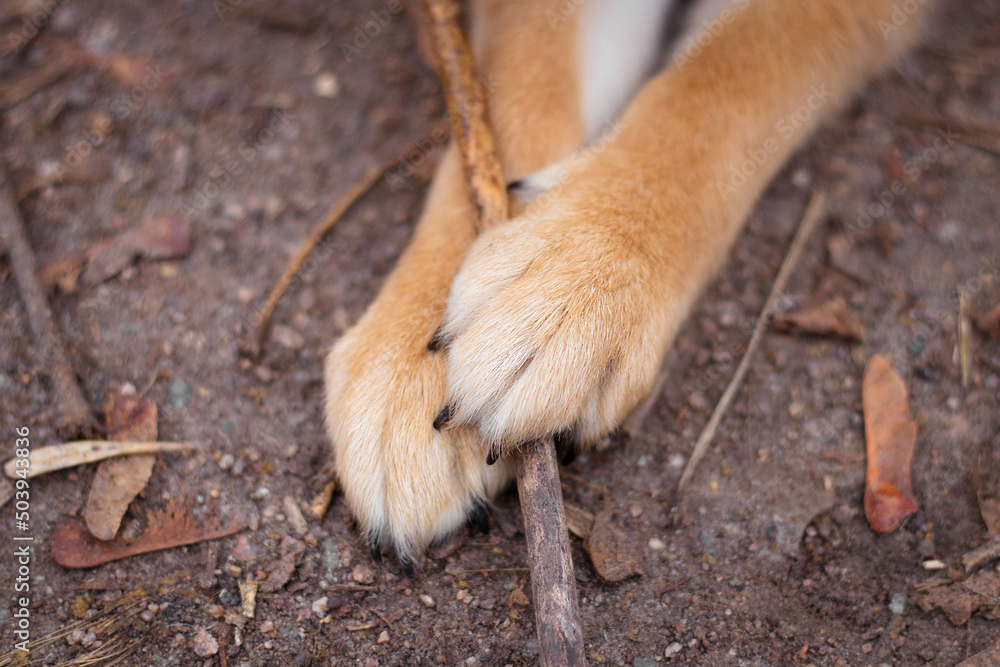 Paws of a Japanese Shiba Inu puppy. Beautiful red dog Paws of a Japanese Shiba Inu puppy. Beautiful red dog