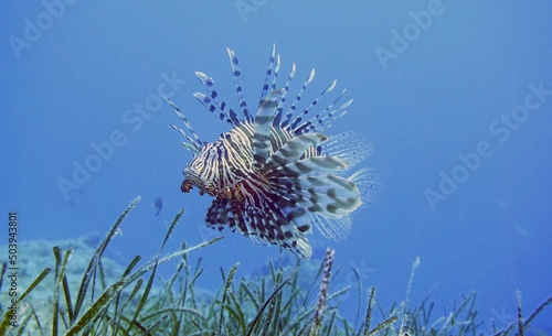 Lionfish in the Mediterranean Sea, Pterois is a genus of venomous marine fish