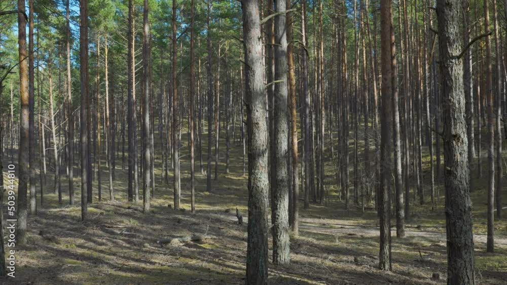Coniferous forest in the dunes of the Baltic on a sunny day in spring. Orange and green moss in sun spots. Green needles on the branches against the blue sky. Latvia Coniferous forest in the dunes of the Baltic on a sunny day in spring. Orange and green moss in sun spots. Green needles on the branches against the blue sky. Latvia