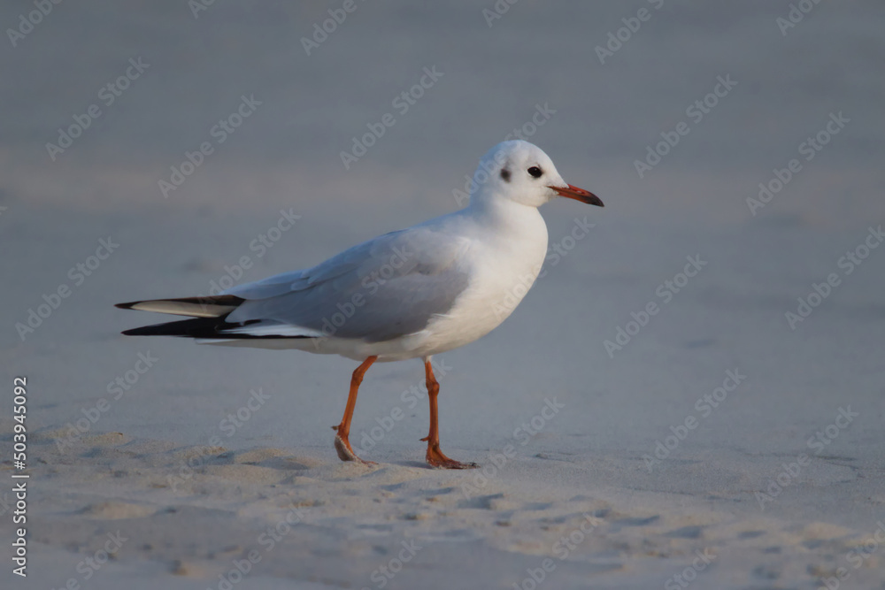 Black-headed gull Black-headed gull