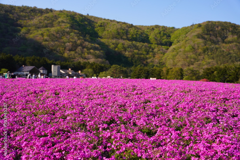 日本の山梨県の富士山麓の公園　美しい芝桜