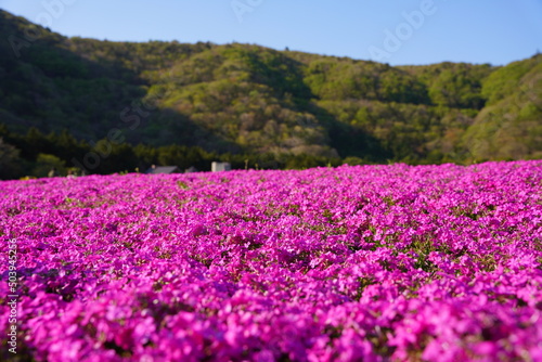 日本の山梨県　富士山麓の芝桜の公園から富士山を眺める