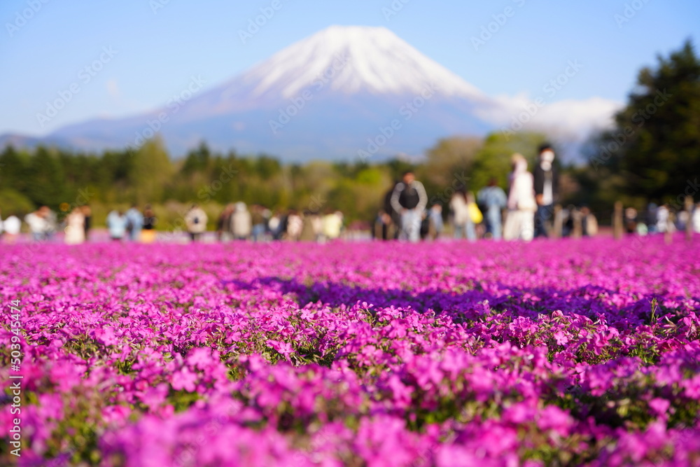 日本の山梨県　富士山麓の芝桜の公園から富士山を眺める