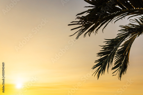 Palm leaves and sun, tropical beautiful sunset